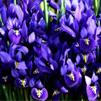 Kosatec síťkovaný George - Iris reticulata - cibuloviny - 3 ks