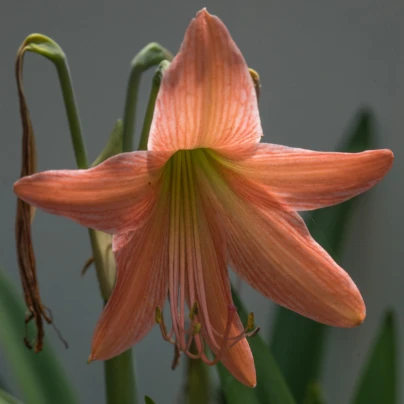 Lilie African Queen - Lilium - cibuloviny - 1 ks