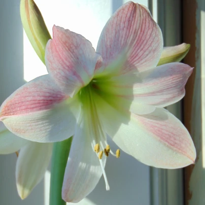 Hvězdník Apple Blossom - Hippeastrum - cibuloviny - 1 ks