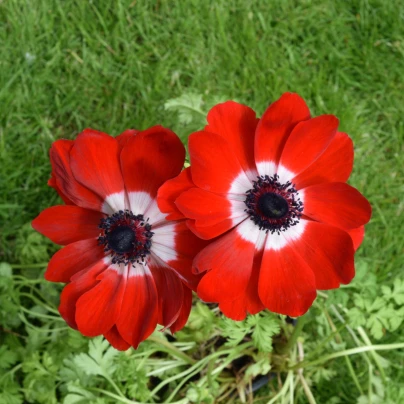 Sasanka Hollandia - Anemone - cibuloviny - 3 ks