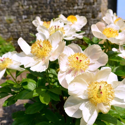 Pivoňka Patio Dublin - Paeonia lactiflora - cibuloviny - 1 ks