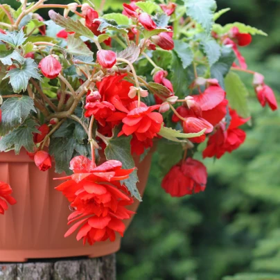 Begonie červená - Begonia pendula maxima - cibuloviny - 2 ks