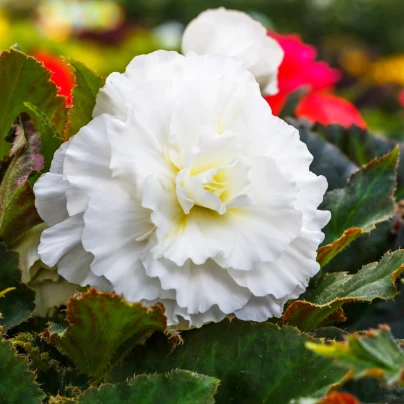 Begónie třepenitá bílá - Begonia fimbriata - cibuloviny - 2 ks