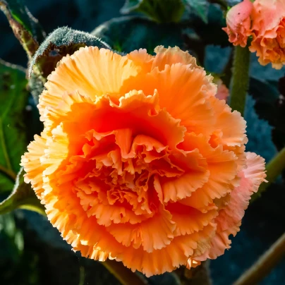 Begonie třepenitá oranžová - Begonia fimbriata - cibuloviny - 2 ks