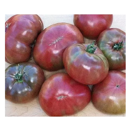 Rajče Carbon - Solanum lycopersicum - semena - 6 ks