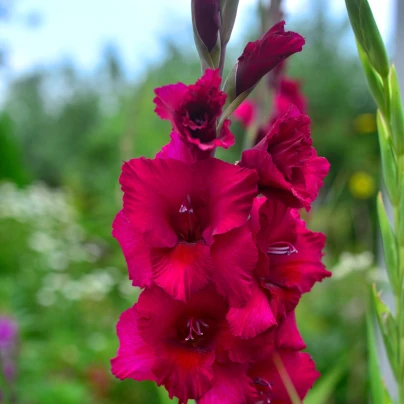 Mečík Plum Tart - Gladiolus - cibuloviny - 3 ks