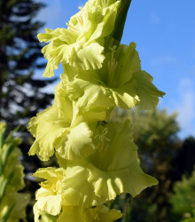 Mečík Green star - Gladiolus - cibuloviny - 3 ks
