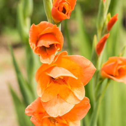 Mečík oranžový - Gladiolus - cibuloviny - 3 ks