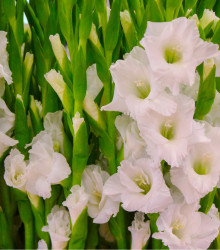 Mečík White Prosperity - Gladiolus - cibuloviny - 3 ks