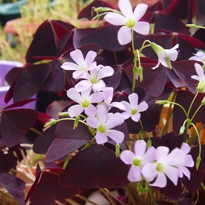 Šťavel trojhraný - Oxalis triangularis - cibuloviny - 3 ks