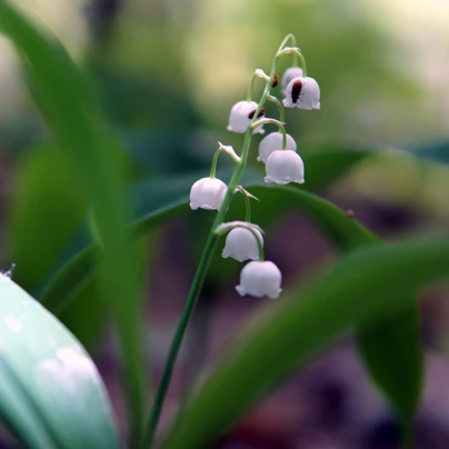 Konvalinka vonná růžová - Convallaria majalis - cibuloviny - 1 ks