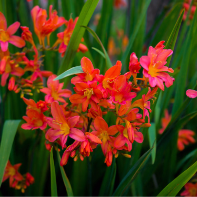 Montbrécie Emily Montbrécie Emily Mckenzie - Crocosmia - cibuloviny - 4 ks