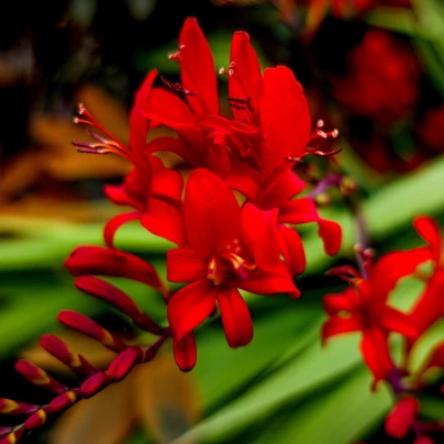 Montbrécie Červený král - Crocosmia - cibuloviny - 4 ks