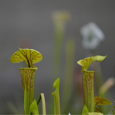 Špirlice křídlata obrovská - Sarracenia alata giant - semena - 12 ks