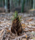 Král bambusů - Phyllostachys pubescens - semena - 3 ks