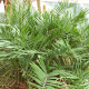Keják celolistý - Cykas - Zamia floridana - semena - 2 ks
