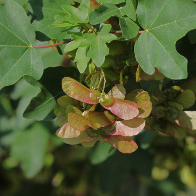 Javor opalus - Acer opalus - semena - 5 ks