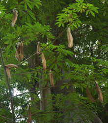 Vlnovec pětimužný - Ceiba pentandra - semena - 10 ks