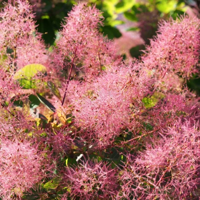 Ruj vlasatá - Cotinus coggygria - semena - 7 ks