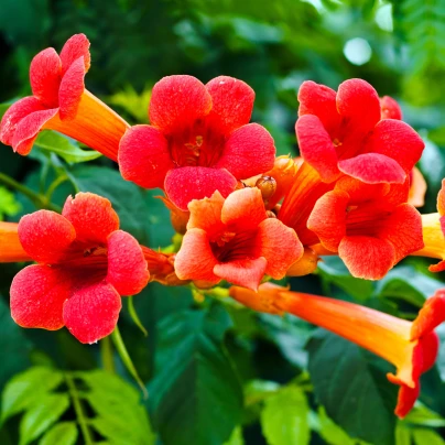 Trubač kořeňující - Campsis radicans - semena - 10 ks