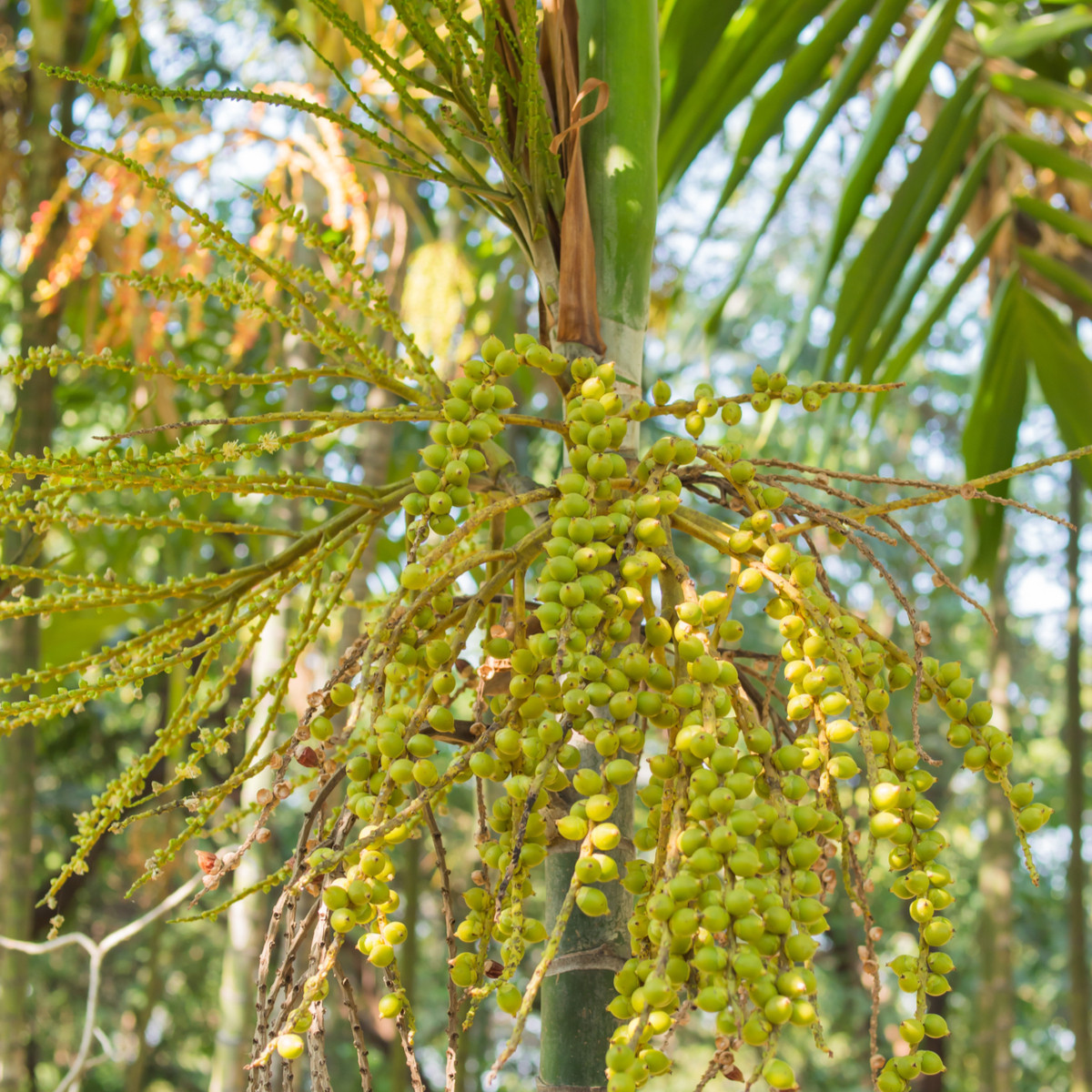 Palma Ptychosperma - Ptychosperma macarthurii - semena - 3 ks