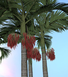 Palma královská - Archontophoenix cunninghamiana - semena - 3 ks