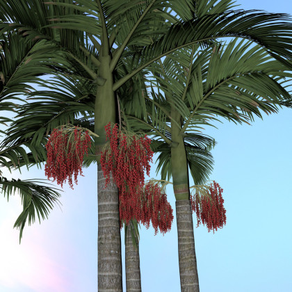 Palma královská - Archontophoenix cunninghamiana - semena - 3 ks
