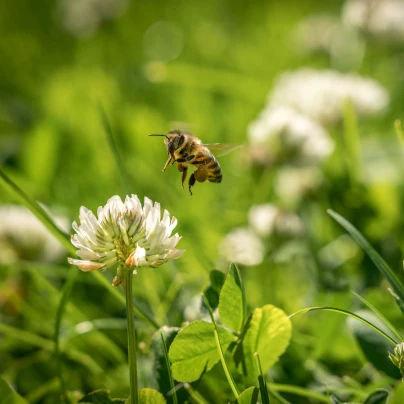 Vytrvalé květy pro včely - Planta Naturalis - luční směs - 40 g