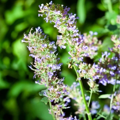 Šanta kočičí citrónová - Nepeta cataria var. citriodora - semena - 15 ks