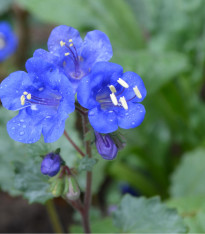 Svazenka modrá - Phacelia campanularia - semena - 0,7 g