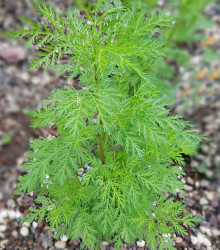 Pelyněk roční - Artemisia annua - semena - 0,02 g