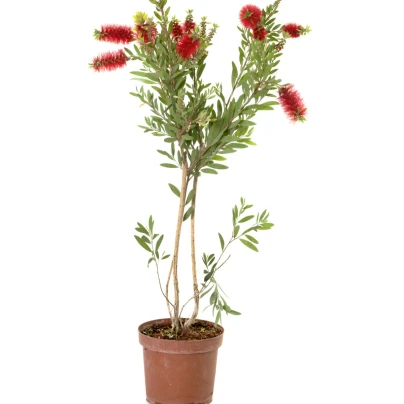 Štětkovec - Callistemon citrinus - semena - 10 ks