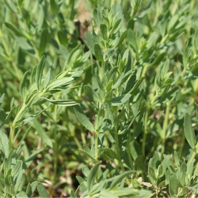 Yzop lékařský bílý - Hyssopus officinalis - semena - 100 ks