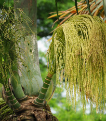 Palma lahvová - Hyophorbe lagenicaulis - semena - 3 ks