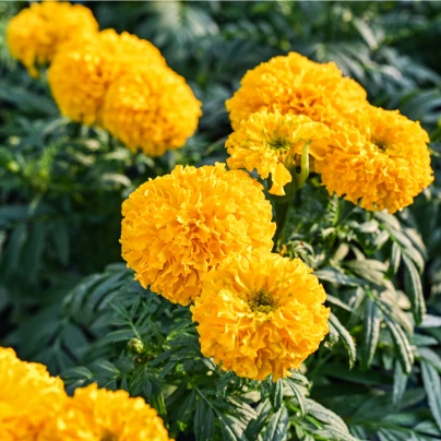 Aksamitník vzpřímený Sunset - Tagetes erecta - semena - 0,3 g