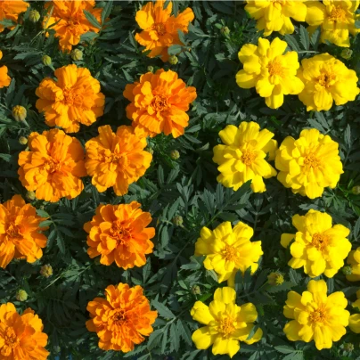 Aksamitník nízký směs - Tagetes patula nana mix - semena - 0,3 g