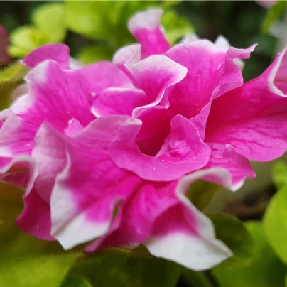 Petúnie plnokvětá směs barev - Petunia hybrida hybrida - semena - 10 ks