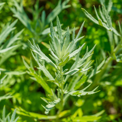 Pelyněk kozalec - Artemisia dracunculus - semena - 300 ks
