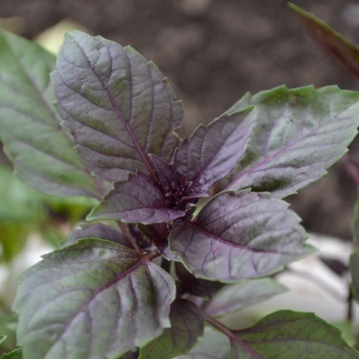 Bazalka červená Chianti - Ocimum basilicum - semena - 130 ks