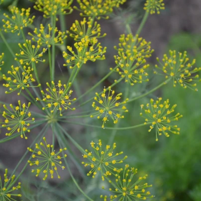 BIO Kopr vonný Hera - Anethum graveolens - bio semena - 400 ks