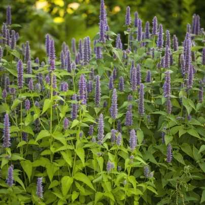 Agastache fenyklová - Agastache foeniculum - semena - 250 ks