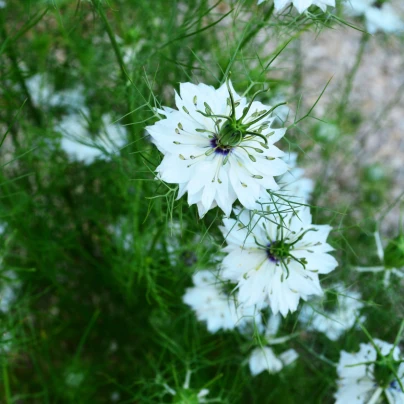 Černucha setá - Kmín černý - Nigella sativa - semena - 25 ks