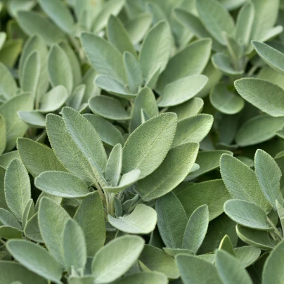 Šalvěj lékařská - Salvia officinalis - semena - 20 ks