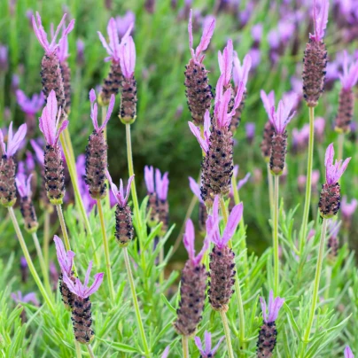 Levandule francouzská - Lavandula stoechas - semena - 20 ks