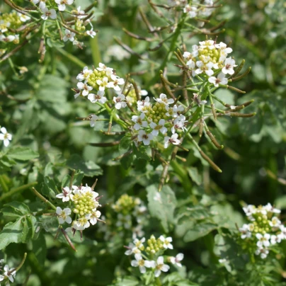 Potočnice lékařská - Nasturtium officinale - semena - 0,5 g