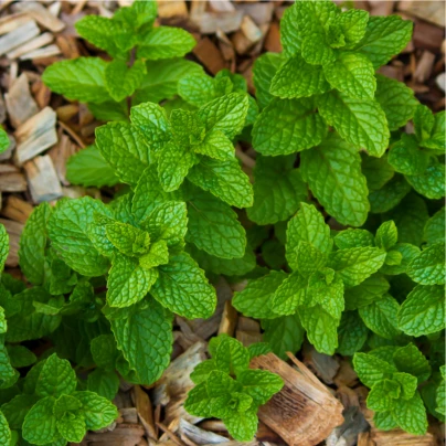 Máta peprná - Mentha piperita - semena - 0,1 g