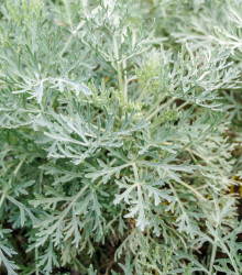 Pelyněk pravý - Artemisia absinthum - semena - 250 ks