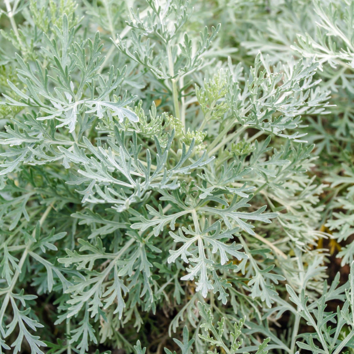 Pelyněk pravý - Artemisia absinthum - semena - 250 ks