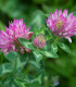Jetel červený luční - Trifolium pratense - semena - 100 ks