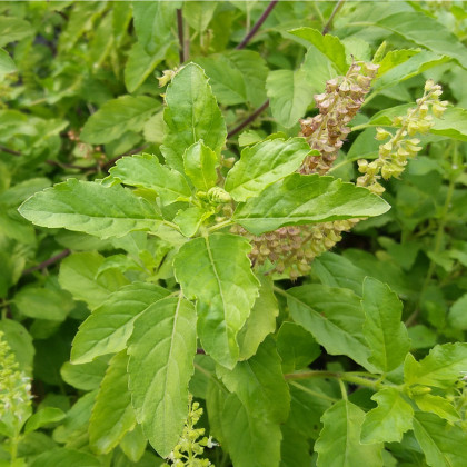 Bazalka indická Tulsi - Ocimum tenuiflorum - semena - 50 ks